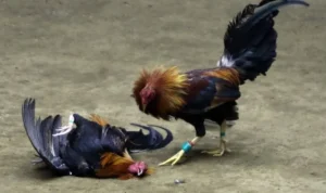 đá gà Sabong tại BK8